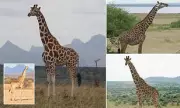 Genetic Breakthrough: Scientists Discover Four Distinct Species of Giraffe, Not Just One