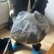 Giant 22-Inch Rat Spotted in London: Is This the UK's Biggest Rodent?