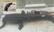 Giant 4.3-Metre Crocodile Found Dead in Queensland: Suspected Poachers Hunted