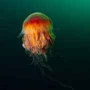 Giant Barrel Jellyfish Invasion: Record-Breaking Marine Giants Spotted Off UK Coast