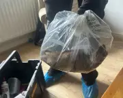 Giant 'Cat-Sized' Rat Sparks Pest Control Crisis in Teesside Town