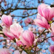 Grab a Stunning Magnolia Tree in This Limited-Time Flash Sale!