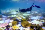 Great Barrier Reef Suffers Worst Mass Bleaching Event on Record as Coral Decline Accelerates