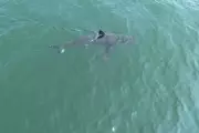 Great White Shark Spotted Off Maine Coast: Experts Warn Swimmers