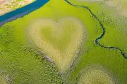 Heart-Shaped Mangrove Wonder Fades as Rising Seas Take Their Toll