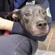 Heartbreaking Discovery: Abandoned Dog Found Dumped in Crate on Freezing Merseyside Street