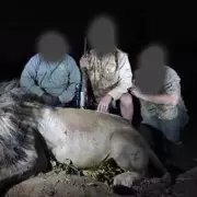 Heartbreaking End for Famous Lion: Shot Dead in 'Cruel and Unnecessary' Hunt