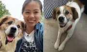 Heartbreaking Rescue: Dog Saved from Cruel Butchers in China Now Seeks Loving Home in the UK