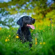 Heartbroken Dog Left Stranded as Last-Minute Holiday Cancellation Leaves Owner Devastated