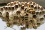 Heatwave Havoc: UK Sees Surge in Aggressive Wasps as Climate Change Disrupts Ecosystem