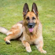 Hero German Shepherd Saves Baby From Silent Nightmare in Harrowing Home Intrusion