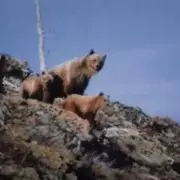 Hiker's Chilling Encounter: Grizzly Bear Stares Down Camera in Haunting Wild Snapshot