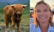 Hillwalker's Terrifying Cow Stampede Ordeal on Scottish Highlands Footpath