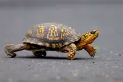 Hong Kong Court Fines US Citizen for Smuggling Endangered Turtles