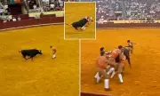 Horrific Final Moments: Portuguese Bullfighter Crushed Against Wall by 695kg Beast