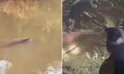 Horrifying Moment: Father Snatched by Crocodile While Family Bathes in River – Bystanders Battle Beast to Recover Body