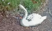 Horrifying Swan Attack in Manchester: Feral Youth Gang Stoned and Kicked Defenceless Bird to Death