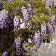 How to Grow Stunning Summer Wisteria: Expert Tips for a Blooming Garden