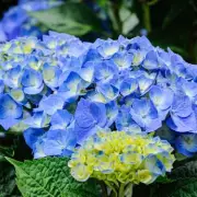 Hydrangea Hack: The Kitchen Scrap That Makes Your Blooms Thrive