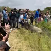 Idiotic Tourists Force Wildebeest Stampede in Near-Fatal Safari Stunt | Kenya Wildlife Crisis
