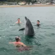 Incredible Dolphin Befriends UK Family in Cornwall: A Magical Encounter at Land's End