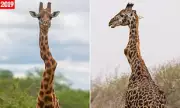 Incredible Survival: Wonky-Necked Giraffe Defies Odds, Thrives Among Herd