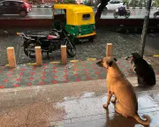 Indian Court Orders Mass Removal of Stray Dogs from New Delhi – What Happens Next?