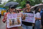 India's Supreme Court Orders Urgent Rabies Vaccine Reforms After Child's Tragic Death