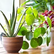 Instagram's Most Viral Plants That Look Like They're From Another Planet