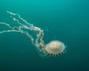 Jellyfish Invasion: Why UK Beaches Are Seeing More Blooms Than Ever