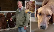 Jeremy Clarkson Forced to Shut Down Diddly Squat Farm for Two Months Due to TB Outbreak