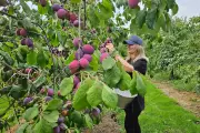 Kent's Plum Producer Loses Tesco Contract Amid Defra Funding Controversy