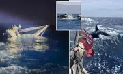 Killer Whales on the Rampage: Sailors Warned to Stay in Port as Orcas Target Yachts in Shallow Spanish Waters