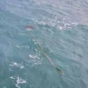 Kitesurfer's Shock Discovery: What He Thought Was a Stick in the Ocean Turned Out to Be Something Far More Sinister
