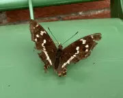 Majestic Monarch Butterfly Spotted on a Bungalow Bin Lid – A Rare Urban Sighting