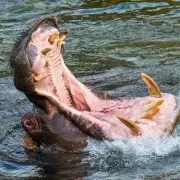 Man Held Captive Inside Hippo's Mouth for 60 Seconds in Terrifying Mauling Attack