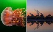 Massive Jellyfish Swarm Forces Shutdown of French Nuclear Power Plant