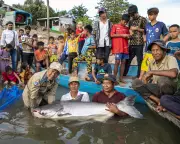 Mekong River Megafish Population Halved Due to Overfishing, Dams, and Climate Crisis