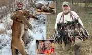Millionaire Hunter Gored to Death by Buffalo He Stalked in Shocking Revenge Attack