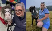 Miniature Therapy Horses Bring Solace and Voices to Terminally Ill Children in UK Hospices