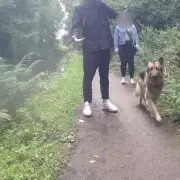 Mum Left Traumatised After Dog Walker Allegedly Lets Pet Die in Hot Car