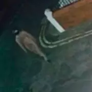 Mystery 'Gimp Man' Spotted Wandering Naked Near M5 – Baffled Locals Report Bizarre Sightings