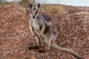 Mystery Wallaby Spotted in Norfolk and Suffolk: Is There a Colony in the UK?