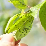 Natural Aphid Repellents: 5 Plants That Keep Pests Away From Your Garden