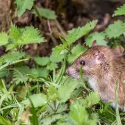 Natural Ways to Keep Rats Away from Your Garden for Good