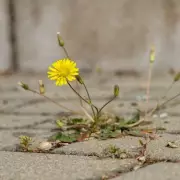 Natural Weed Killers: 10 Eco-Friendly Ways to Banish Weeds Without Chemicals