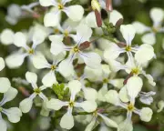 Nature's Resilience: The Secret Survivors of the British Harvest | Country Diary