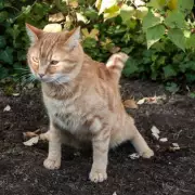 Neighbour's Cat Keeps Using Garden as Loo? This Couple Found a Hilarious Solution!
