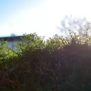 Neighbour's Hedge Too High? Know Your Rights and What You Can Do