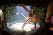 Octopus Attack at Texas Aquarium Leaves Staff Member Injured